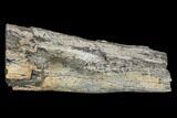 Fossil Dinosaur Limb Bone Section - South Dakota #113638-1